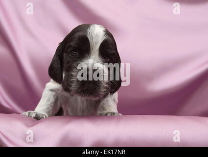 English Cocker Spaniel cuccioli. Tre settimane di età. Foto Stock