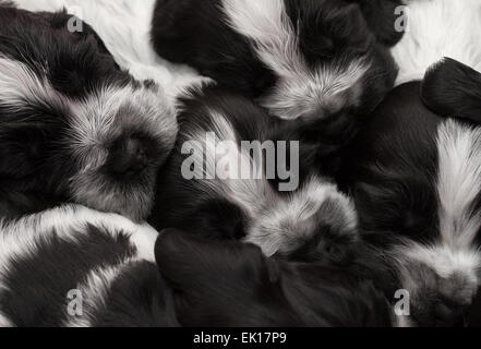 English Cocker Spaniel cuccioli dormire in una pila. Tre settimane di età. Foto Stock