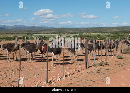 Gli struzzi (Struthio camelus) allevati per la loro carne e piume su una azienda commerciale a Oudtshoorn, Western Cape, Sud Africa Foto Stock