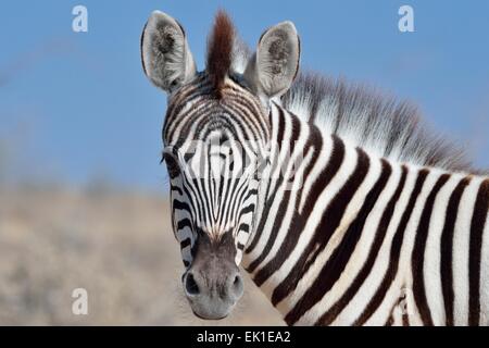 La Burchell zebra (Equus burchelli), primo piano di un puledro, il Parco Nazionale di Etosha, Namibia, Africa Foto Stock