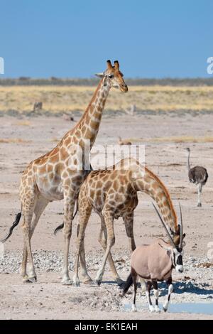 Due Giraffe (Giraffa camelopardalis), potabile e un maschio gemsbok (Oryx gazella) passeggiate, il Parco Nazionale di Etosha, Namibia, Africa Foto Stock