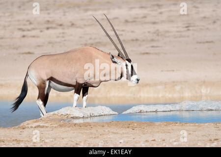 Gemsbok (Oryx gazella), femmina adulta di bere a Waterhole, il Parco Nazionale di Etosha, Namibia, Africa Foto Stock