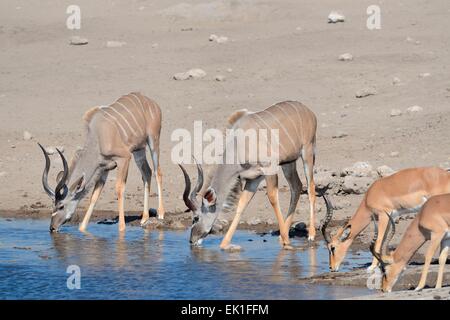 Maggiore kudus (Tragelaphus strepciceros),e in bianco e nero di fronte impala (Aepyceros melampus petersi), bere, Etosha, Namibia, Africa Foto Stock