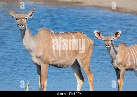 Maggiore kudus (Tragelaphus strepciceros), femmina adulta e un giovane maschio, sta in piedi in una Waterhole, il Parco Nazionale di Etosha, Namibia Foto Stock