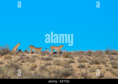 Ghepardi (Acinonyx jubatus), in piedi sulla cresta di una collina, Kgalagadi Parco transfrontaliero, Northern Cape, Sud Africa e Africa Foto Stock