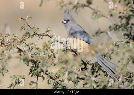 White-backed Mousebird (Colius colius), appollaiato su un ramo, Kgalagadi Parco transfrontaliero, Northern Cape, Sud Africa e Africa Foto Stock