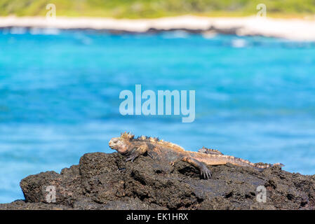 Iguana marina rilassante su rocce vulcaniche sull isola di Santa Cruz in Isole Galapagos in Ecuador Foto Stock