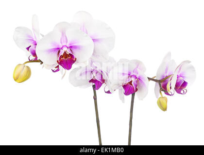 Blooming ramoscello di bianco orchidea viola isolato su sfondo bianco. Primo piano. Foto Stock