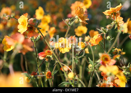 Geum "Totalmente Tangerine' / Avens Foto Stock