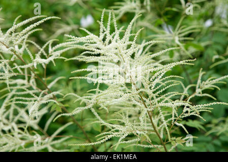 Aruncus dioicus / di capra da barba, close up di fiore Foto Stock