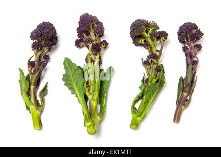 Viola broccoletti isolato su un bianco di sfondo per studio. Foto Stock