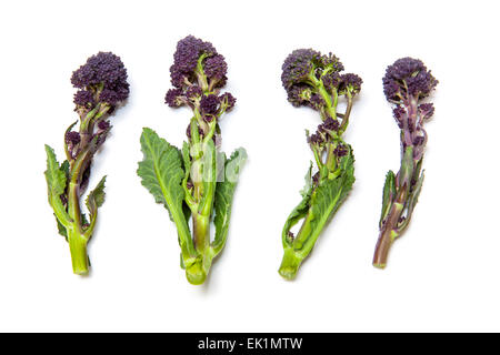 Viola broccoletti isolato su un bianco di sfondo per studio. Foto Stock