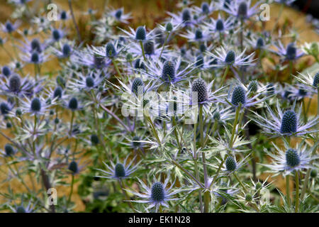 Eryngium × zabelii "Jos Eijking' / Mare Holly Foto Stock