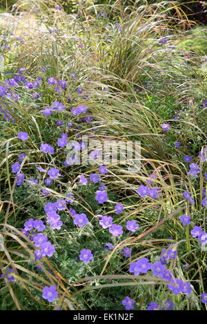 Geranio "Brookside' in Anemanthele lessoniana erbe Foto Stock