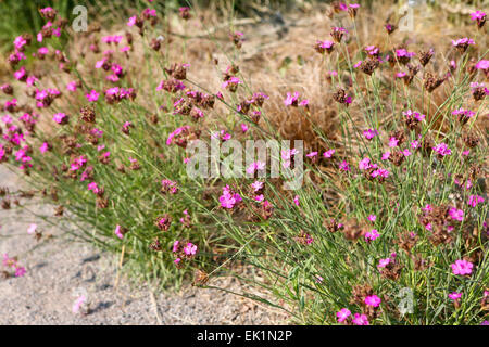 Dianthus carthusianorum Foto Stock