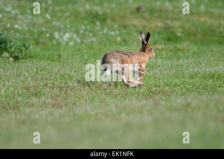 Un Europeo Brown Lepre attraversa un terreno erboso aperto, segala Harbour, East Sussex, Regno Unito Foto Stock