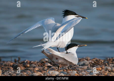 Una coppia di terne Sandwich accoppiati e tra le sessioni di accoppiamento, segala Harbour riserva naturale, East Sussex, Regno Unito Foto Stock