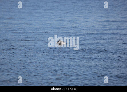 I capretti Great Northern Diver o comuni Loon, Gavia immer, sul lago Sharbot, Ontario, Canada Foto Stock