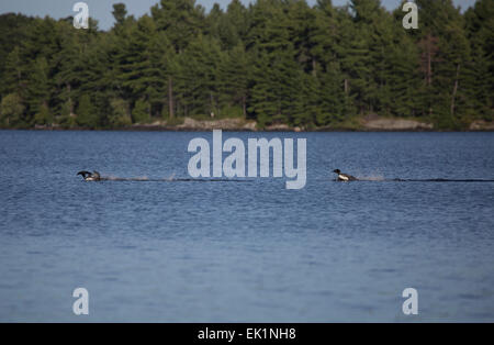 Due grandi subacquei settentrionale, o comune Loons, Gavia immer, visualizzazione a Sharbot Lake, Ontario, Canada Foto Stock