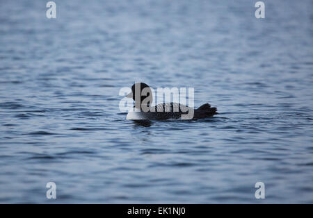 Great Northern Diver o Loon, nuoto sul lago Sharbot, Ontario, Canada Foto Stock