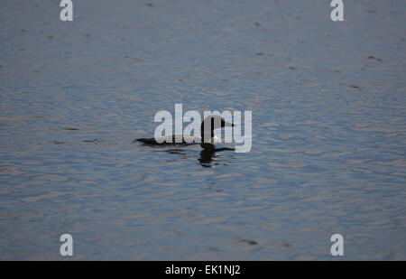 Great Northern Diver o Loon, sul lago Sharbot, Ontario, Canada Foto Stock