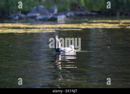 Great Northern Diver o Loon, nuoto sul lago Sharbot, Ontario, Canada Foto Stock