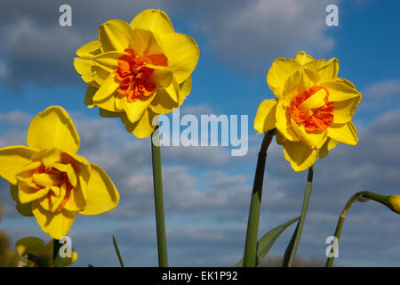 Daffodil narciso Palms 4YO con il suo colore giallo brillante doppio con fiori di colore arancio brillante segmenti ad effetto corona Foto Stock