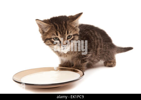 Carino gattino con baffi di latte isolato su bianco Foto Stock