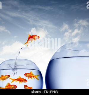 Goldfish salta fuori dell'acqua da una ciotola affollato Foto Stock