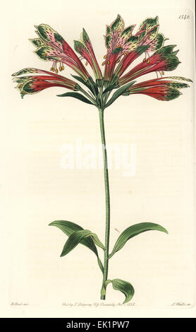 Giglio peruviano, Alstroemeria pulchella (Pappagallo, alstroemeria Alstroemeria psittacina). Foto Stock