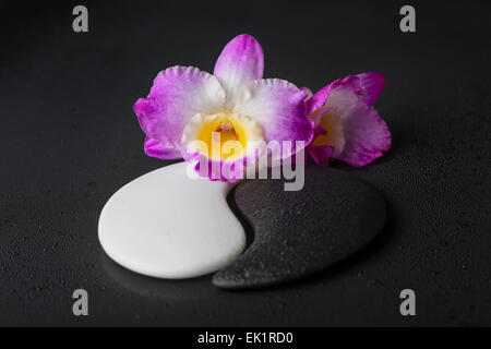 Simbolo yin-yang di tessitura della pietra con fiori di orchidea rugiada su sfondo nero, primo piano Foto Stock