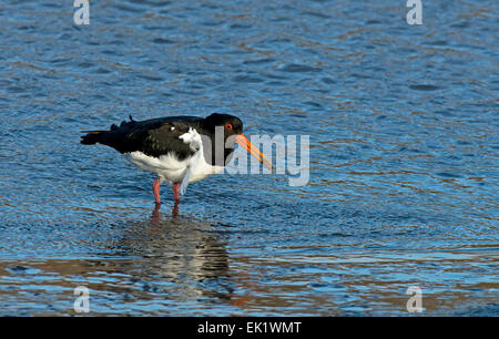 Oyster Catcher-Haematopus ostralegus alimentazione. Molla. Regno Unito Foto Stock