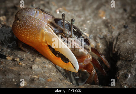 Il granchio closeup foto grande artiglio Foto Stock