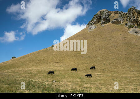 Il nero le mucche al pascolo su un pascolo di collina vicino a Te Mata, Nuova Zelanda. Versione in bianco e nero EK1YEB Foto Stock