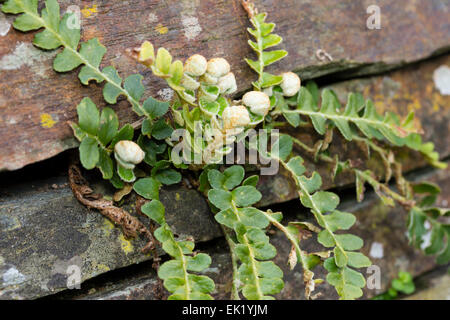Molla emergenti fronde degli rustyback fern, Ceterach officinarum, nella fessura di un muro di pietra Foto Stock