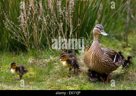 Rufford, Southport, West Lancashire, Regno Unito dal 5 Aprile, 2015. Pasqua anatroccolo giorni a Martin mera Wetlands Centre e riserva di uccelli in wigan greater manchester. Un comune Mallard Duck ha una covata di 14 appena tratteggiato Tufted lanuginosa anatroccoli. La solita frizione è 8-13 uova che vengono incubate per 27-28 giorni alla schiusa con 50-60 giorni alla neonata. Il lanuginoso giovani anatroccoli sono precocial e pienamente in grado di nuotare non appena essi berlina. Imprinting filiale li costringe a rimanere istintivamente vicino alla madre per il calore e la protezione. Foto Stock