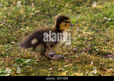 Rufford, Southport, West Lancashire, Regno Unito dal 5 Aprile, 2015. Pasqua anatroccolo giorni a Martin mera Wetlands Centre e riserva di uccelli in wigan greater manchester. Un comune Mallard Duck ha una covata di 14 appena tratteggiato Tufted lanuginosa anatroccoli. La solita frizione è 8-13 uova che vengono incubate per 27-28 giorni alla schiusa con 50-60 giorni alla neonata. Il lanuginoso giovani anatroccoli sono precocial e pienamente in grado di nuotare non appena essi berlina. Imprinting filiale li costringe a rimanere istintivamente vicino alla madre per il calore e la protezione. Foto Stock