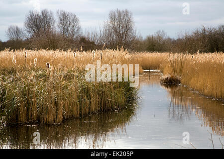 Canne su un fiume a Fowlmere Riserva Naturale Foto Stock