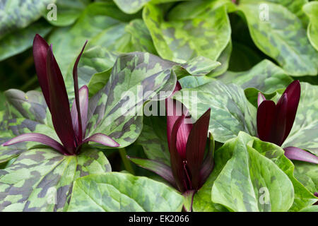 Fiori di colore rosso della fioritura primaverile wake robin, Trillium chloropetalum 'Rubrum' Foto Stock