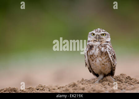 Scavando Il Gufo; Athene cunicularia; singolo; Captive; Regno Unito Foto Stock