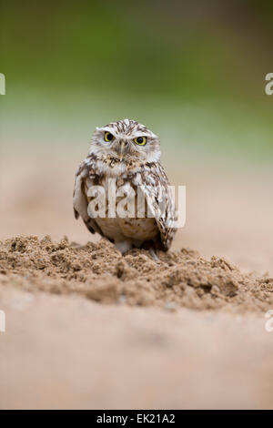 Scavando Il Gufo; Athene cunicularia; singolo; Captive; Regno Unito Foto Stock