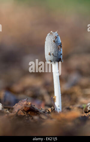 Mucchio di letame copertura di inchiostro fungo; Coprinus cinereus Berkshire, Regno Unito Foto Stock