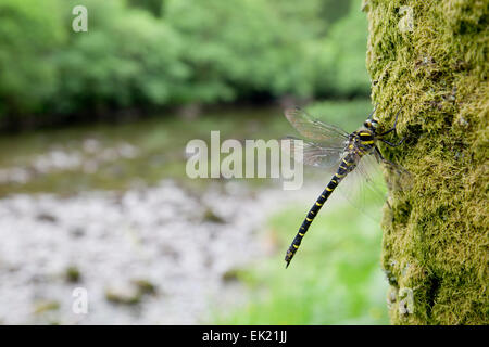 Golden inanellato Dragonfly; Cordulegaster boltonii Borrowdale; Cumbria, Regno Unito Foto Stock