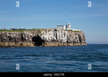 Farne interna isola Northumberland, Regno Unito Foto Stock