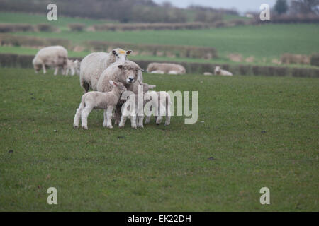 3 Agnelli e madre Foto Stock