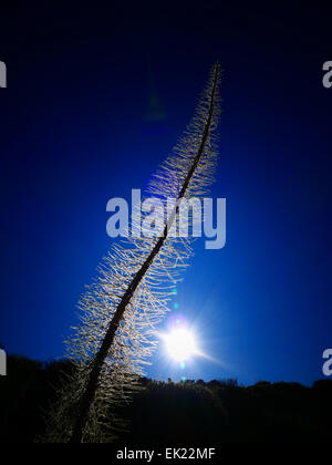 Snowy Red vipere bugloss (Echium wildpretii) a Mt Teide Parque Nacional del Teide Tenerife Isole Canarie Spagna Foto Stock