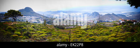 Serre agricole serre campo in corrispondenza della costa occidentale dell'isola di Tenerife Isole Canarie Spagna Foto Stock
