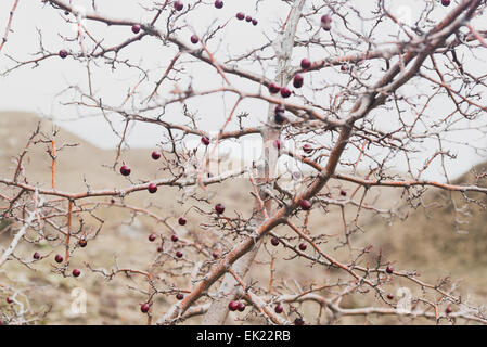 Biancospino bush con bacche senza foglie in inverno Foto Stock