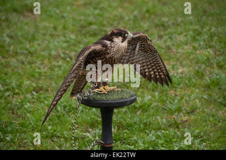 Thame, Oxon, Regno Unito. 5 Aprile, 2015. Paese di Thame Visualizza il giorno 1, Oxfordshire, 5 aprile 2015, immagine dal cane annuale, cavallo e mestieri mostra nei pressi di Oxford. Credito: Stanislav Halcin/Alamy Live News Foto Stock