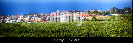 Piantagione di banane n real estate isola di Tenerife Isole Canarie Spagna Foto Stock